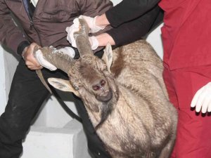 Yaralı Dağ Keçisi Tedavi Altına Alındı