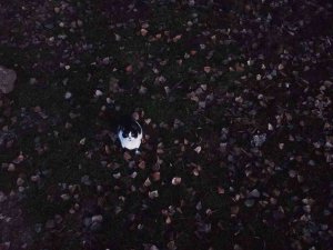 Kedilerin ’Dron’ Sınavı