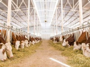 Büyükbaş Hayvan Yetiştiriciliğine Hibe Desteği