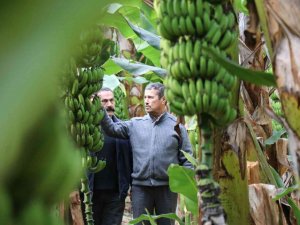 Bir Zamanlar Et Fiyatıyla Yarışıyordu, Şimdi Her Eve Giriyor