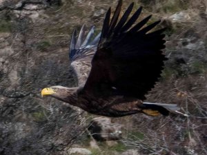 Nesli Tükenmekte Olan Kartal Bolu’da Fotoğraflandı