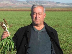 Virüs Savar Araban Sarımsağı İçin Geri Sayım Başladı