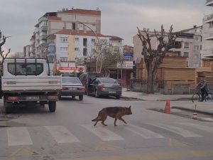 Yalova’da Yaya Geçidinin Kullanan Köpek Şaşırttı