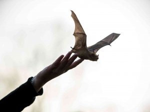 Meksika’da Yarasa Tarafından Isırılan Çocuk Hayatını Kaybetti