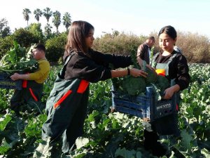 Üretime Geçen Tarım Lisesi Öğrencileri Sebze Hasadı Yaptı