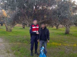 Zeytin Hırsızı Suçüstü Yakalandı