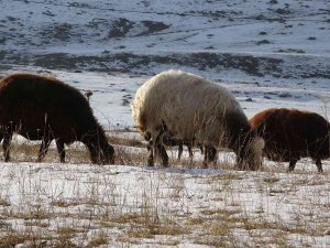 Kış Ayında Sıcak Hava, Hayvanlarını Merada Otlatan Besicileri Sevindirdi
