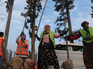 Balıkesir’de Üretilen 11,5 Milyon Fidan Dünyayı Yeşillendiriyor