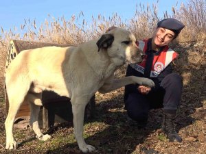 Jandarma Ekipleri, Sokak Hayvanları İçin Kulübe Yaptı