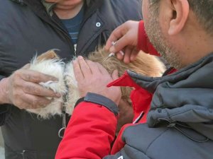 Muğla’da 37 Bin Havyana Mikroçip Takıldı