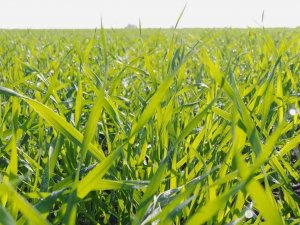 Adana’da Tarlalar Yeşile Büründü... Buğdayda 700 Bin Ton Rekolte Bekleniyor