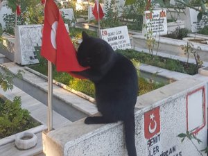 Kedi, Şehitlikteki Türk Bayrağını Öptü