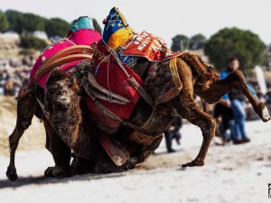 Yeni Yılın İlk Deve Güreşi İ̇ncirliova’da Yapılacak