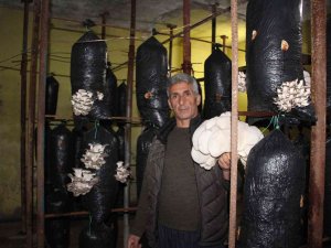 Şırnaklı Girişimci Hurda Demirlerden Mantar Üretim Tesisi Kurdu