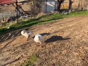 Sayaç Okumak İçin Eve Giden Personel, Kaz Saldırısı Sonucu Neye Uğradığını Şaşırdı