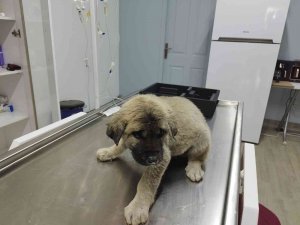 Yavru Köpek Kafasını Öyle Bir Yere Soktu Ki Bir Daha Çıkartamadı