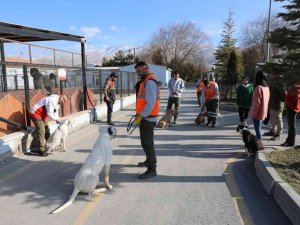 Niğde’de Tehlikeli Köpeklere Uyum Eğitimi Veriliyor