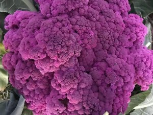 Tamircinin Yetiştirdiği Renkli Karnıbaharalara Talep Yoğun