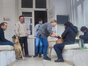 Adalar’da Evcil Hayvanlara Çip Taktırma Yoğunluğu