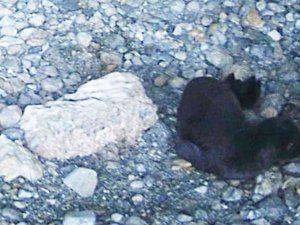 Yeni Doğan Akdeniz Fokunu İsim Aranıyor