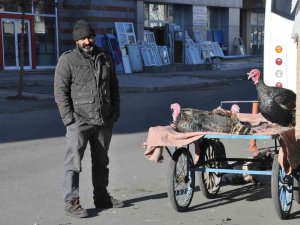 Kars’ta Yılbaşı Hindileri El Yakıyor