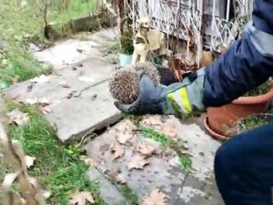 Demir Korkuluğa Sıkışan Kirpinin Yardımına İtfaiye Yetişti