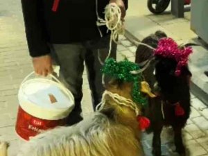 Nişantaşı’nda Süslenmiş Keçiler Yılbaşı Maskotu Oldu