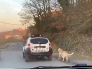 Boğazına İp Bağladığı Köpeği Metrelerce Sürükledi