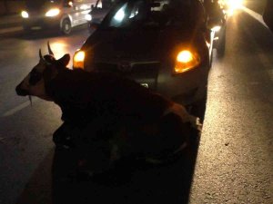 Kesimden Kaçan İnek Kazaya Neden Oldu