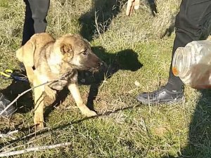 Başı Plastik Kaba Sıkışan Köpeği Vatandaş Kurtardı