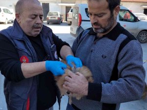 Efeler’de 3 Bin Evcil Hayvan Çiplendi
