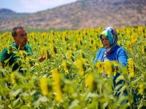 Antalya Tarımına Geçen Yıl 143 Milyonluk Destek Sağlandı