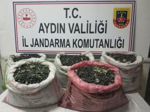 Zeytin Hırsıları Kamera Kayıtları İncelenerek Yakalandı