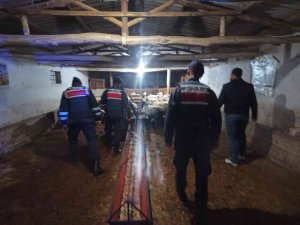 Kaybolan Hayvanları Jandarma Buldu