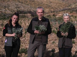 Gerence’den Yanık Kokusu Yerine Adaçayı Ve Kekik Kokuları Geliyor