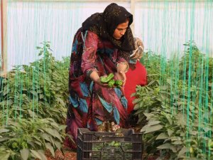 Şanlıurfa’da Kadınlar Yeni Yıla İsot Hasadıyla Başladı