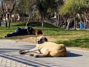 Diyarbakır’da İç Isıtan Görüntü: Başını Sokak Köpeğine Yaslayarak Uyudu