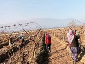 Sarıgöl’de Üzüm Bağlarında Hummalı Çalışma Başladı