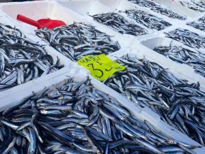 Zonguldak’ta Hamsi Bereketi