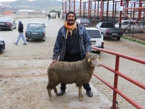 Manisa Büyükşehir Belediyesinden Üreticiye Damızlık Koç Ve Teke Desteği