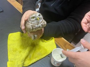 Iğdır’da Soğuktan Bitkin Düşen Kukumav Kuşu Tedavi Altına Alındı