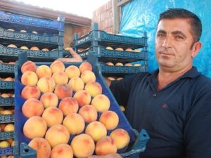Terör, Şeftali Üreticisini De Vurdu