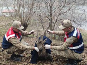 Boğulmak Üzere Olan Dağ Keçisi Jandarma Tarafından Kurtarıldı