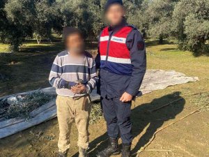 Zeytin Hırsızı Suçüstü Yakalandı