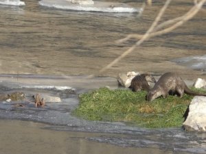 Kars’ta Su Samurları Görüntülendi