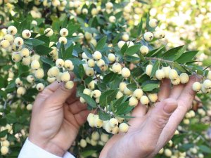 Tam Bir Şifa Deposu: Bir Ağacı 200 Kiloya Kadar Ürün Veriyor