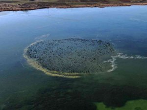 Göl Dondu, Karabataklar Belgesel Tadında Görüntü Oluşturdu