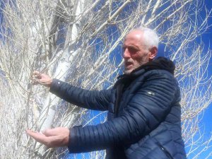 Ocak Ayında Ağaçlar Yeşerdi