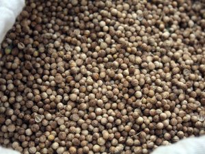 Yozgat’ta İlk Kez Kişniş Ekimi Yapıldı