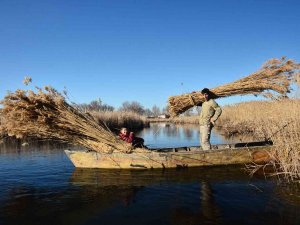 Gökgöl’ün Saz Otu Avrupa’ya İhraç Ediliyor
